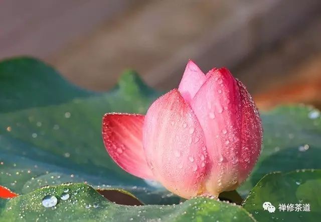 慈心绽放 菩提花开 ——禅修茶道首期中级班课程有感