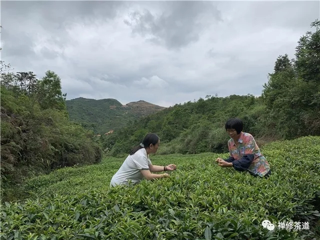 禅修茶道教研资料｜深山寻访老乌龙