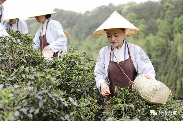 骨干义工提升班｜禅修茶道百年农家茶园采茶记