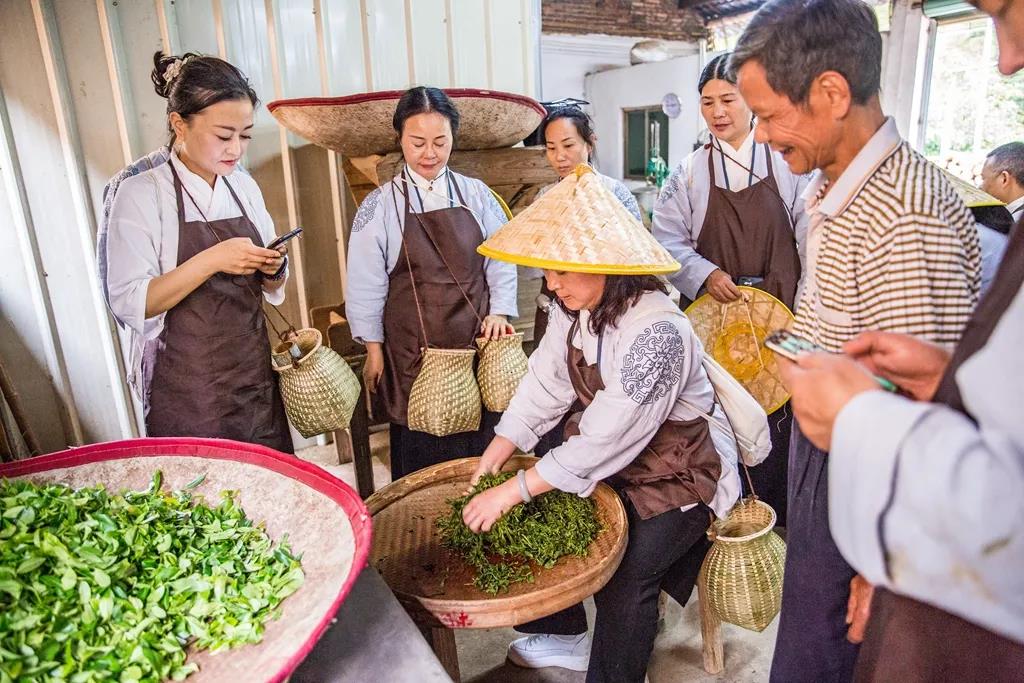 北方提升班丨到寿乡蕉岭生态茶园学制茶