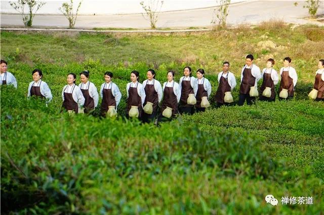 公告｜禅修茶道传统文化提升班将于6月11日在广东梅州蕉岭开班