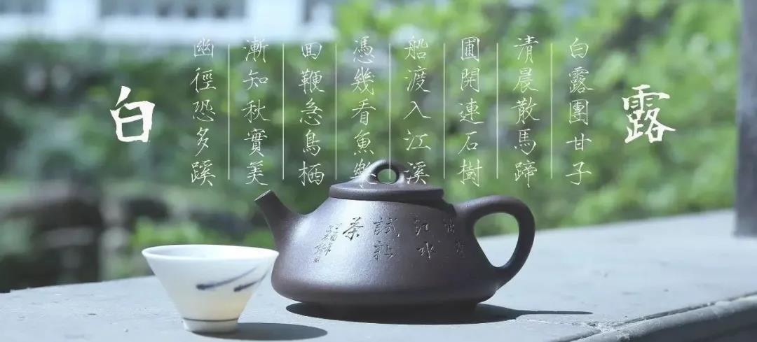节气|清风白露茶,自在清凉生